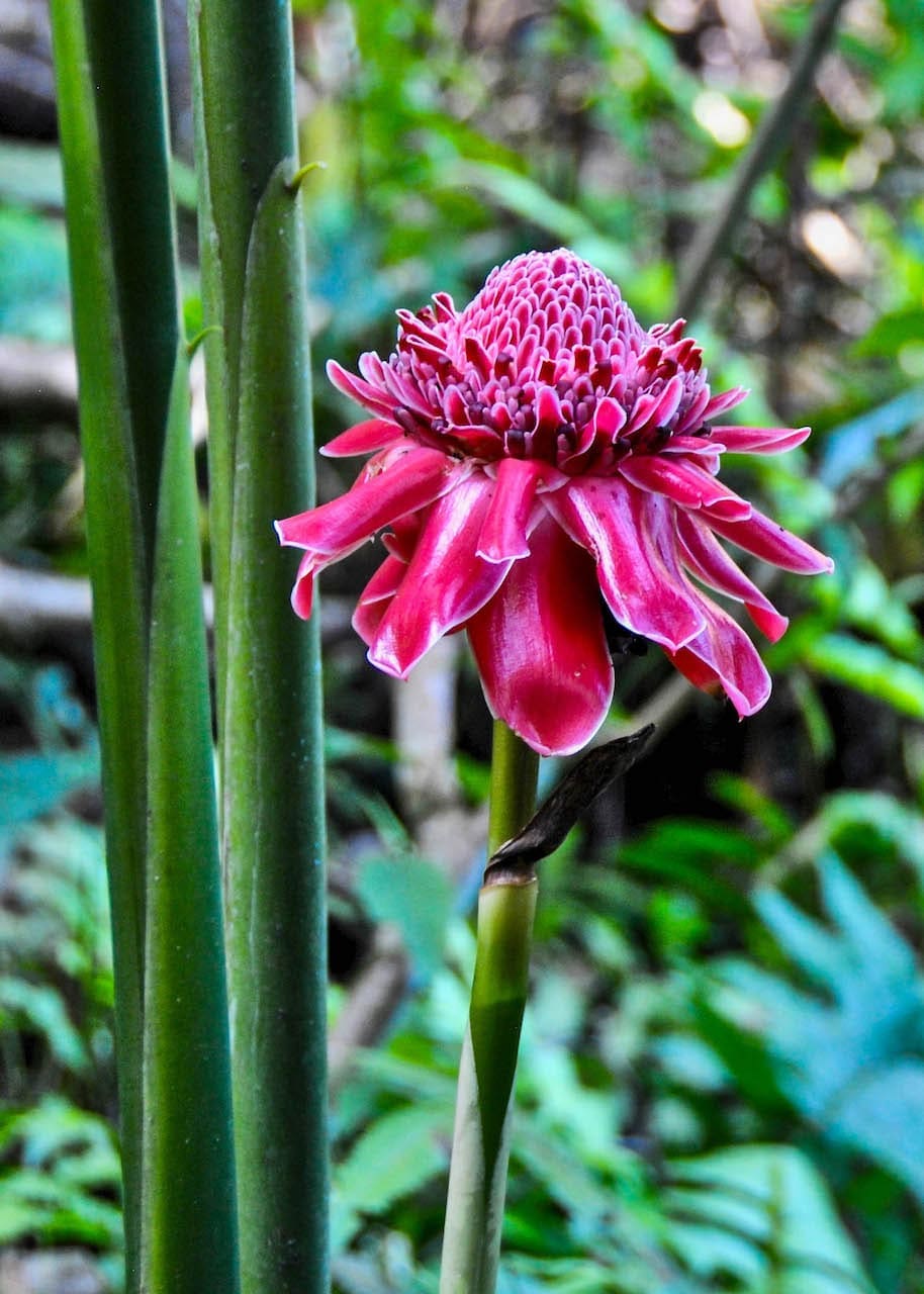An electric pink flower in full bloom near Kuang Si Falls, Laos.
