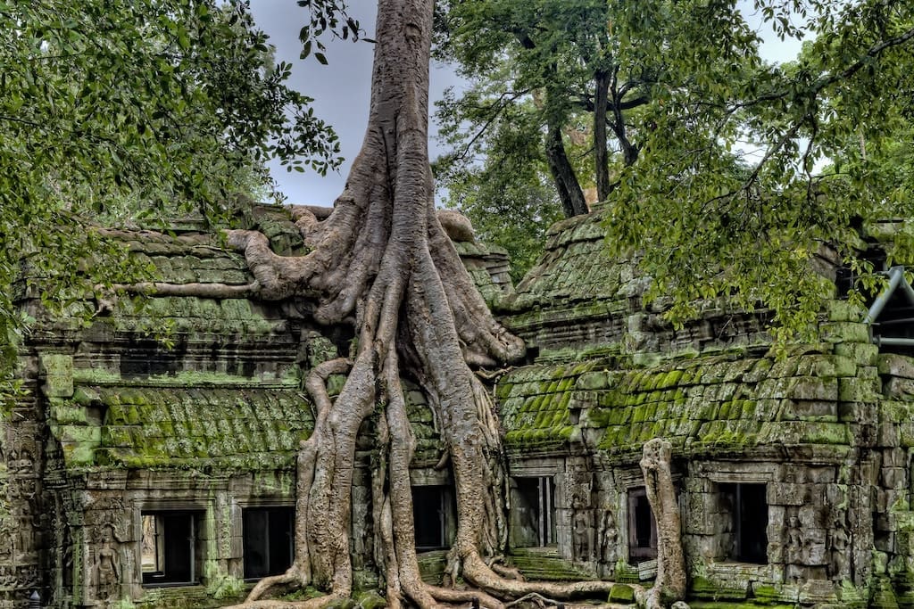 The famous sacred fig tree growing out of moss covered Ta Prohm, aka The Tomb Raider Temple.