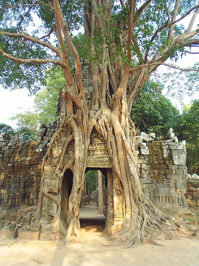 The Sacred Fig Tree growing above the entrance to Ta Som.