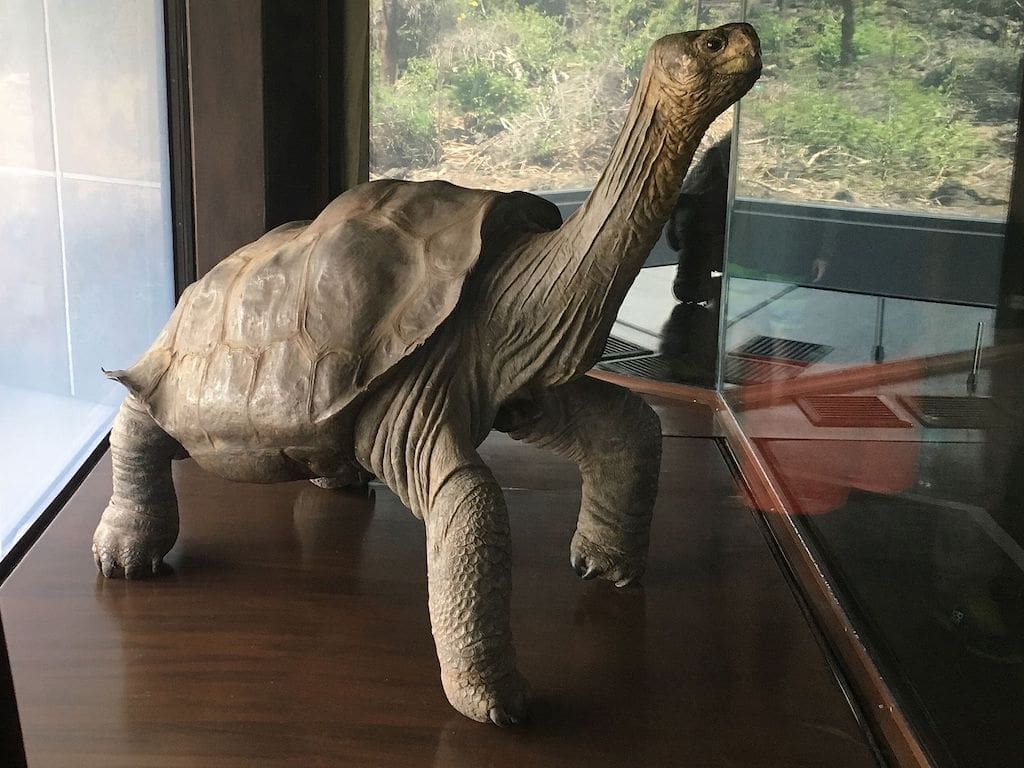 A stuffed replica of the Galapagos most famous celebrity, Lonesome George.