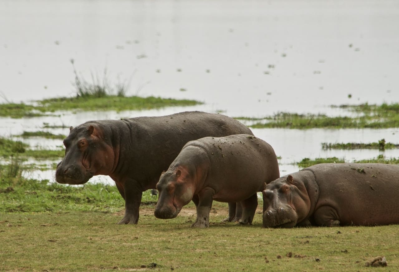 Three hippos beside Lake Nakuru.