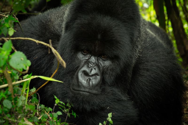 A majestic mountain gorilla in Volcanoes National Park, see while trekking in Rwanda.