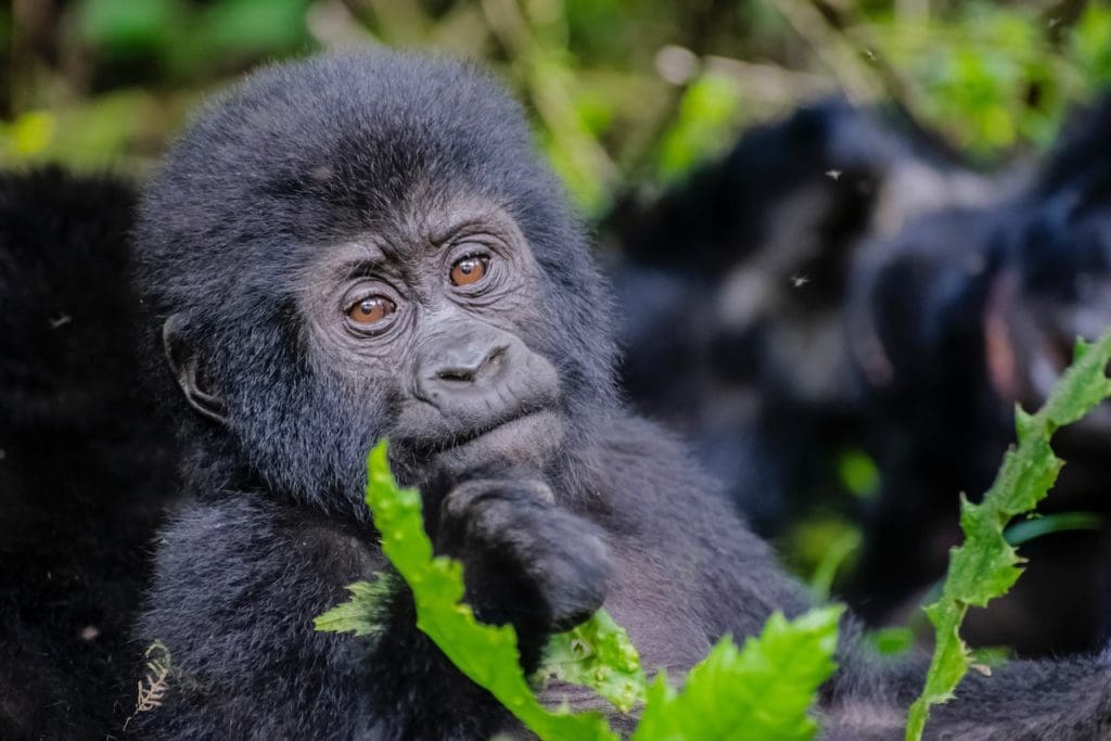A young mountain gorilla seen while trekking in Rwanda