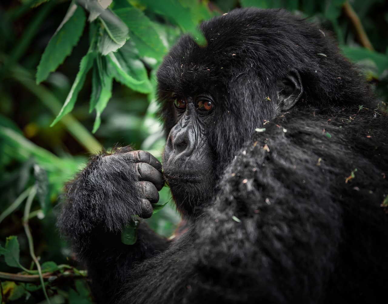 A mountain gorilla seen while trekking in Rwanda